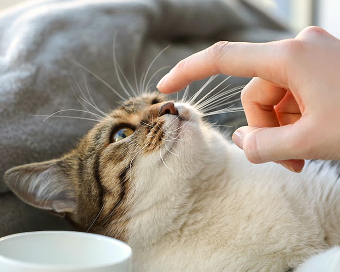 Community Outreach at Northwest Animal Eye Specialists