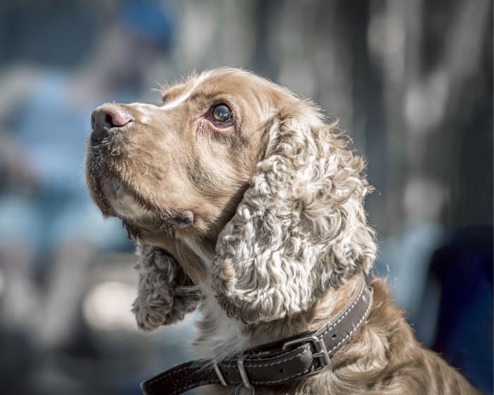 dog during OFA exam certification process