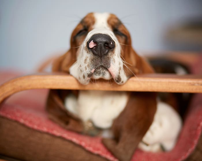 Dog after OFA Exam Certification in Renton