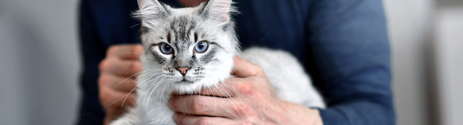 Triple antibiotic ointment hot sale for cats eyes
